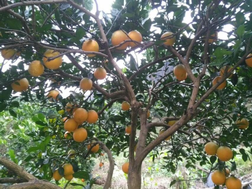 冬季橙子树的修剪视频,橙子树小树管理技术