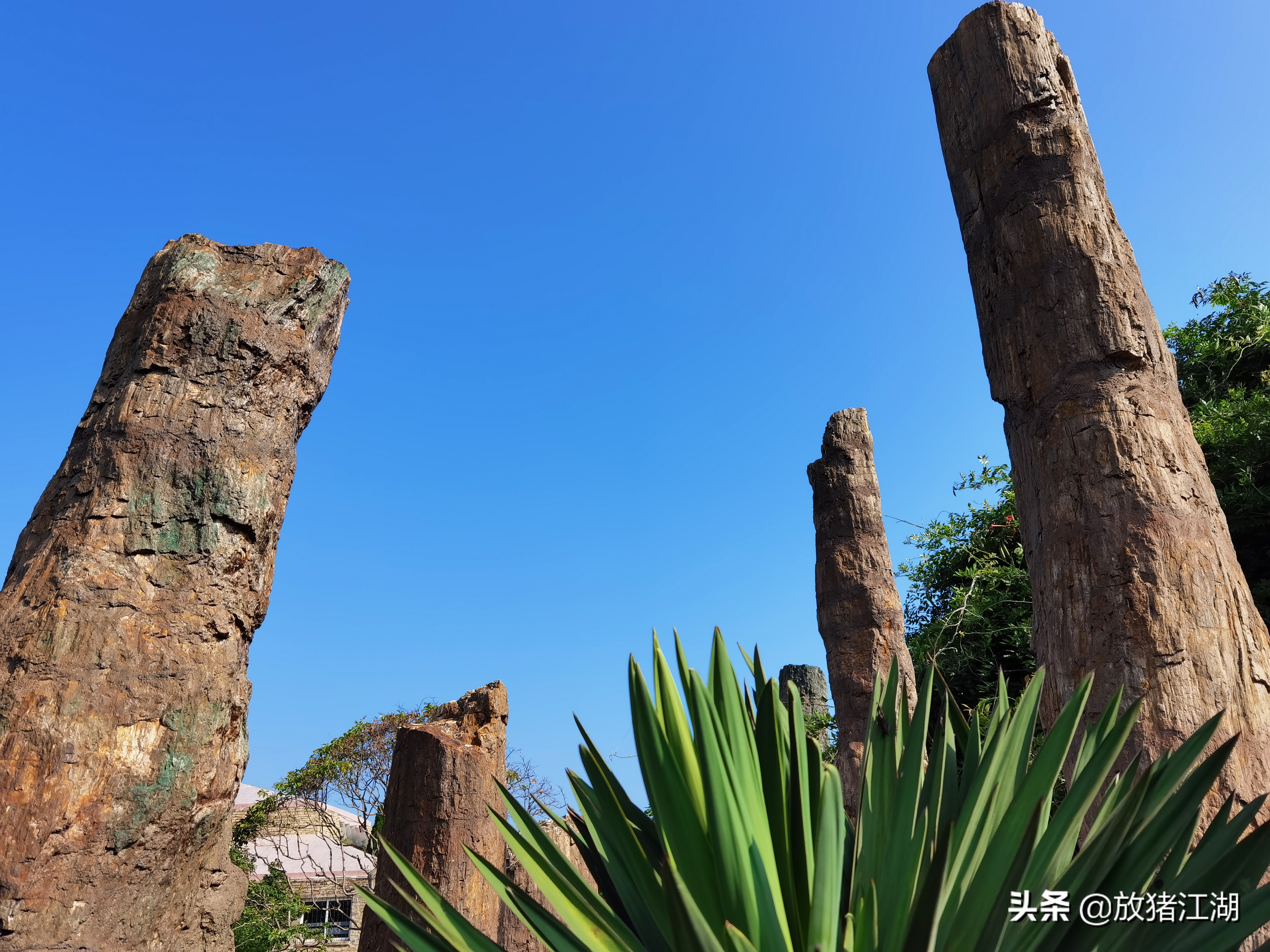 不要怀疑，威海公园中的这些木化石都是真品