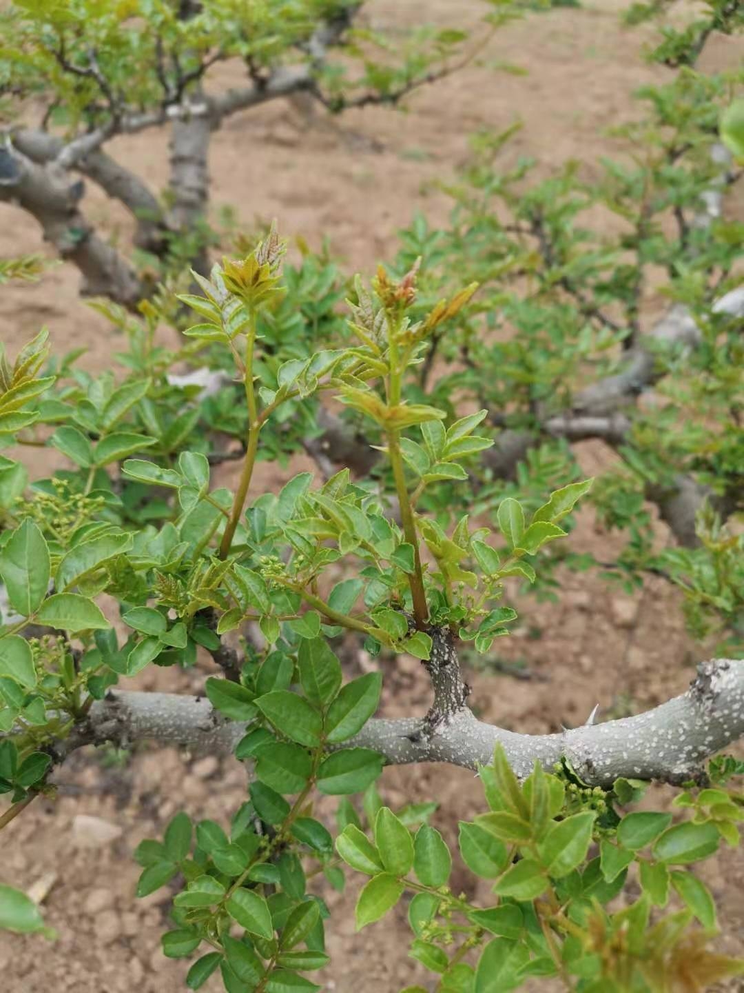 花椒助农的方法和措施是什么,椒农谈花椒