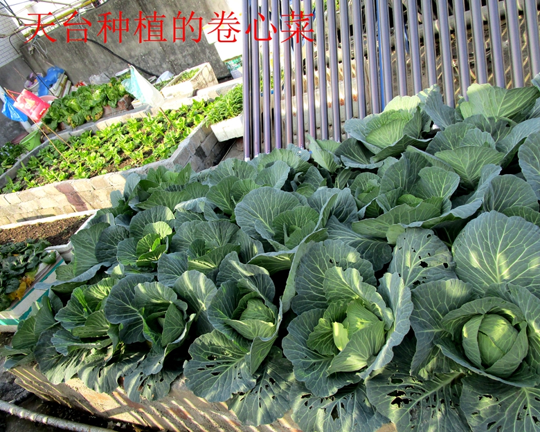 甘蓝蔬菜档案介绍,十种蔬菜卷心菜