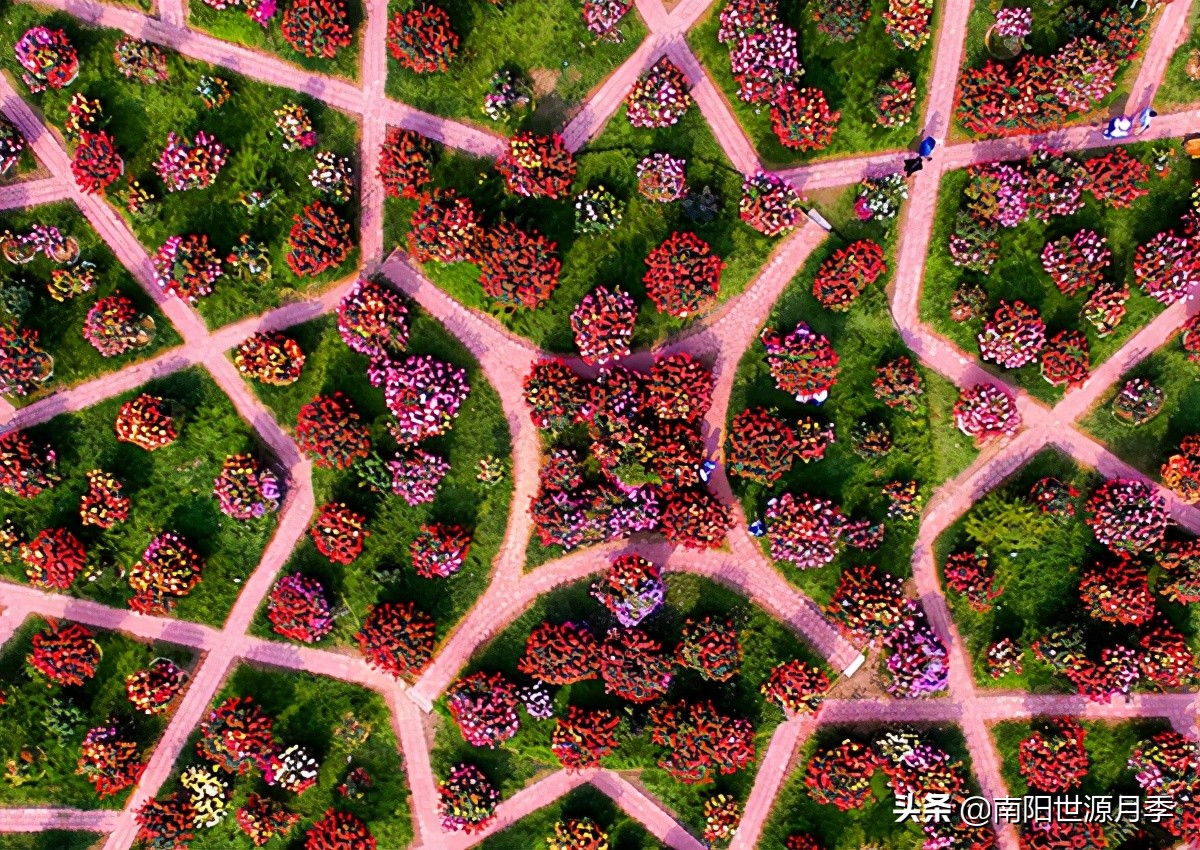 牛气河南,南阳月季基地简介