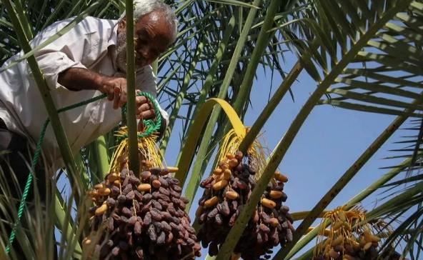 迪拜特产沙漠面包,迪拜国宝级面包