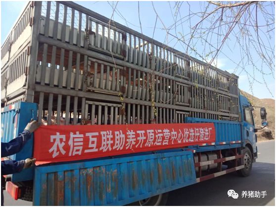 养猪创业农村,养猪小程序收益