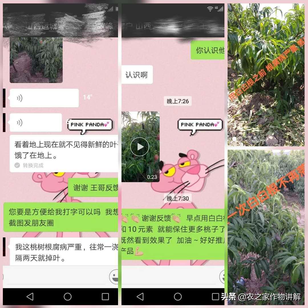 防治果树根腐病的特效药,果树根腐克星怎么使用