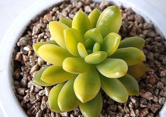 多肉怎么养才能出锦,什么是多肉锦化