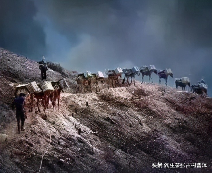 追溯普洱茶悠久的历史和文化,深入探索普洱茶的历史及其由来