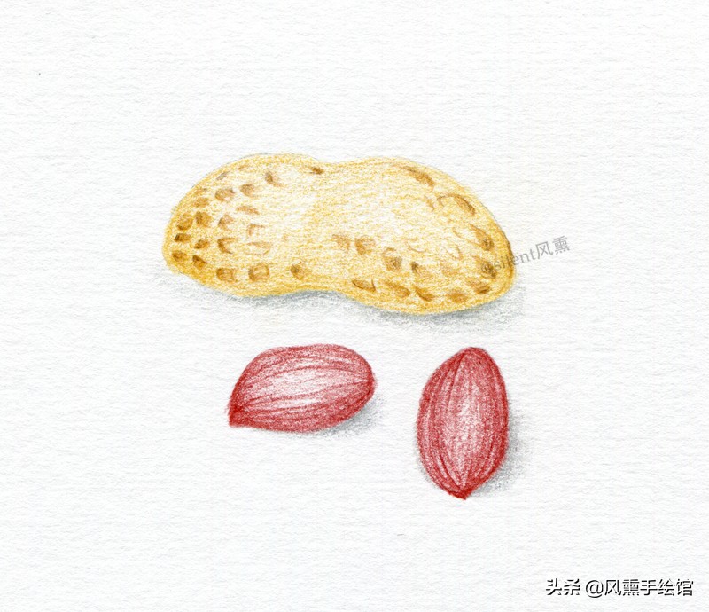 彩铅画花生教学视频,彩铅花生的画法