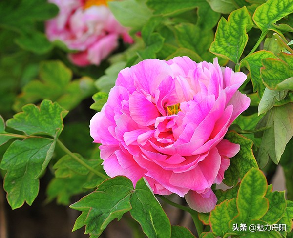 牡丹的一生简单历程文字描述,牡丹的历史和发展