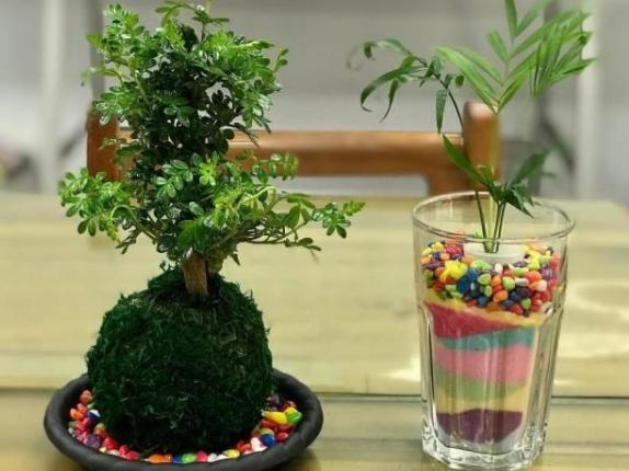 还在为胡椒木盆景秃顶烦恼?只要掌握这五点,一年四季清香四溢