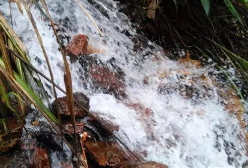 井冈山红米背后的故事,井冈山燎原的星星之火