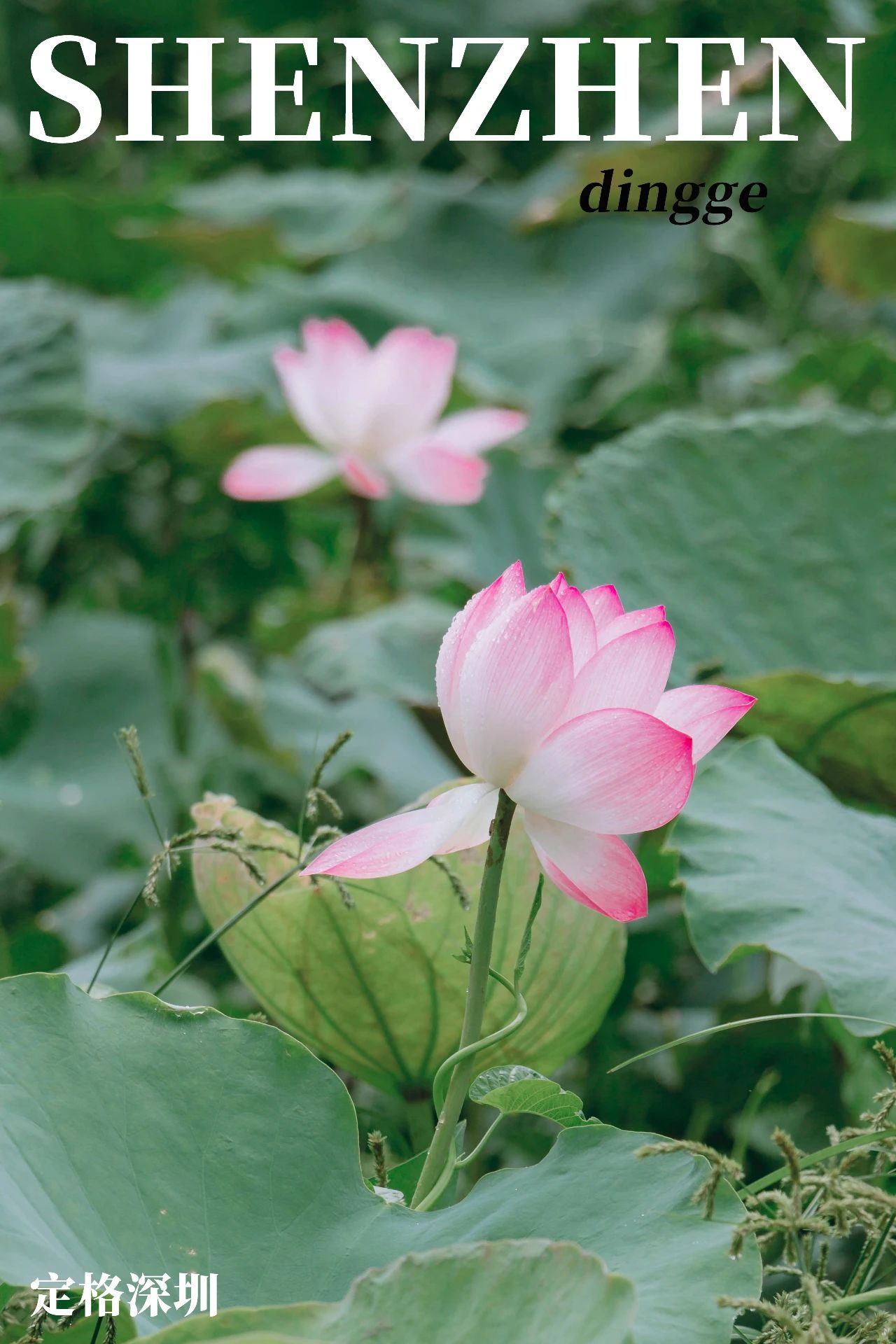 深圳洪湖公园7月18号还有荷花吗,深圳洪湖公园现在有荷花开吗