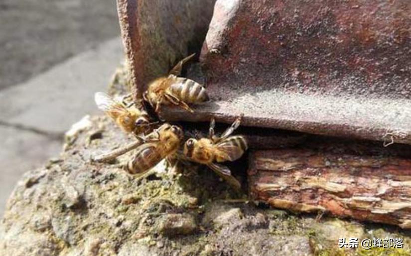 雄蜂与蜂王高空交配是为了避免工蜂干扰?工蜂是如何干扰的?