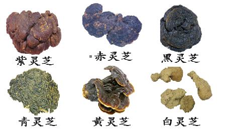 买灵芝孢子粉吃,买灵芝需要注意什么