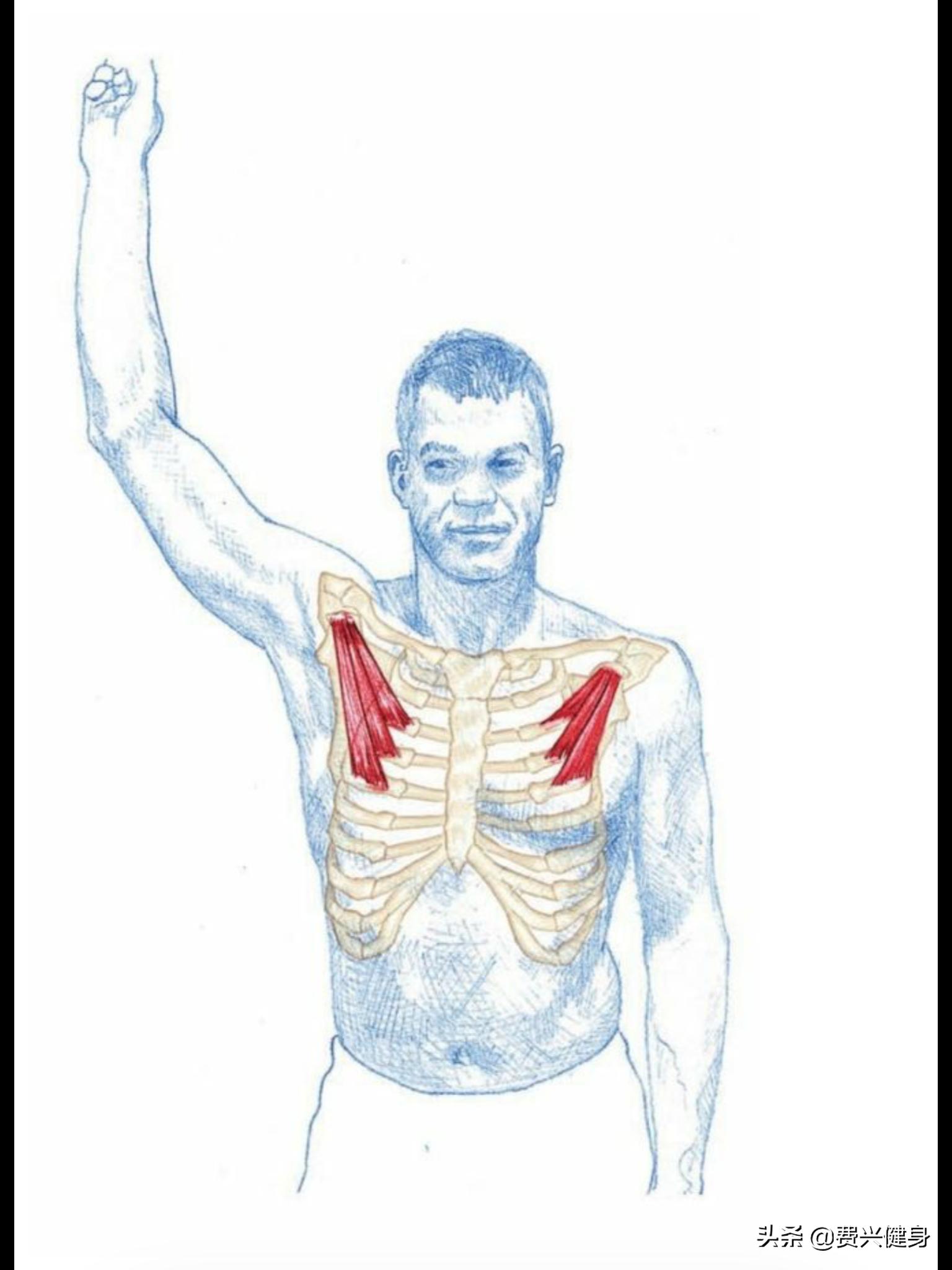 调理上交叉综合征动作,交叉综合症矫正方法