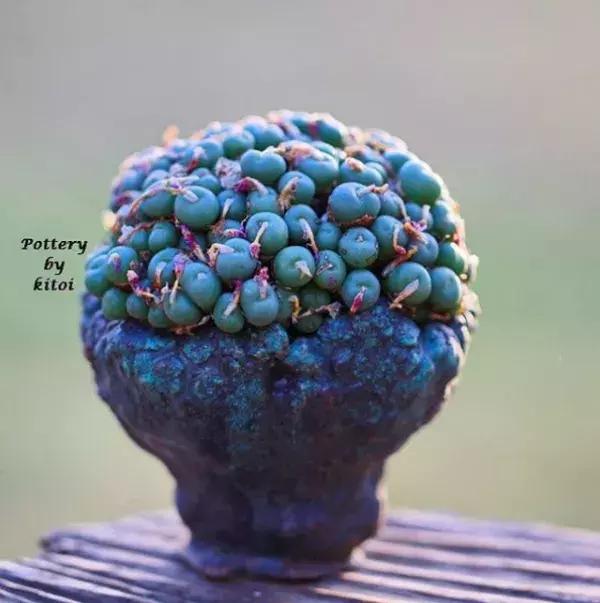 43岁大叔六年养多肉,大叔养各种各样的多肉