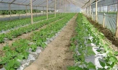 大棚增温块,大棚提温用什么好