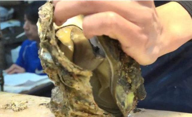 日本人吃巨型牡蛎,日本巨型生蚝