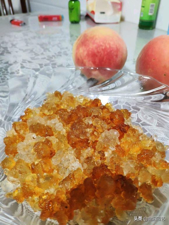 怎么煮牛奶桃胶,牛奶煮桃胶简单煮法