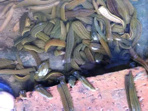 养殖什么稀奇的品种赚钱快又好养,养殖最赚钱的品种