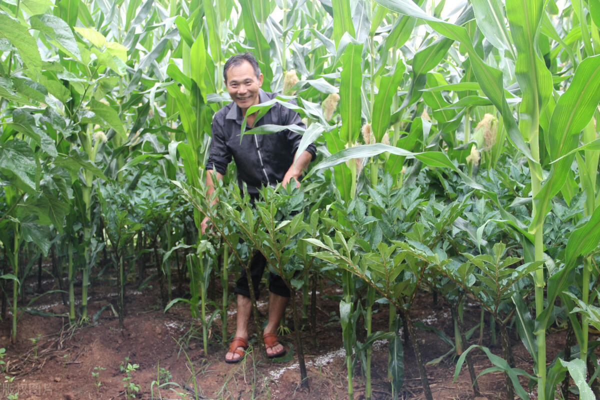 魔芋种植技术,魔芋的家常做法