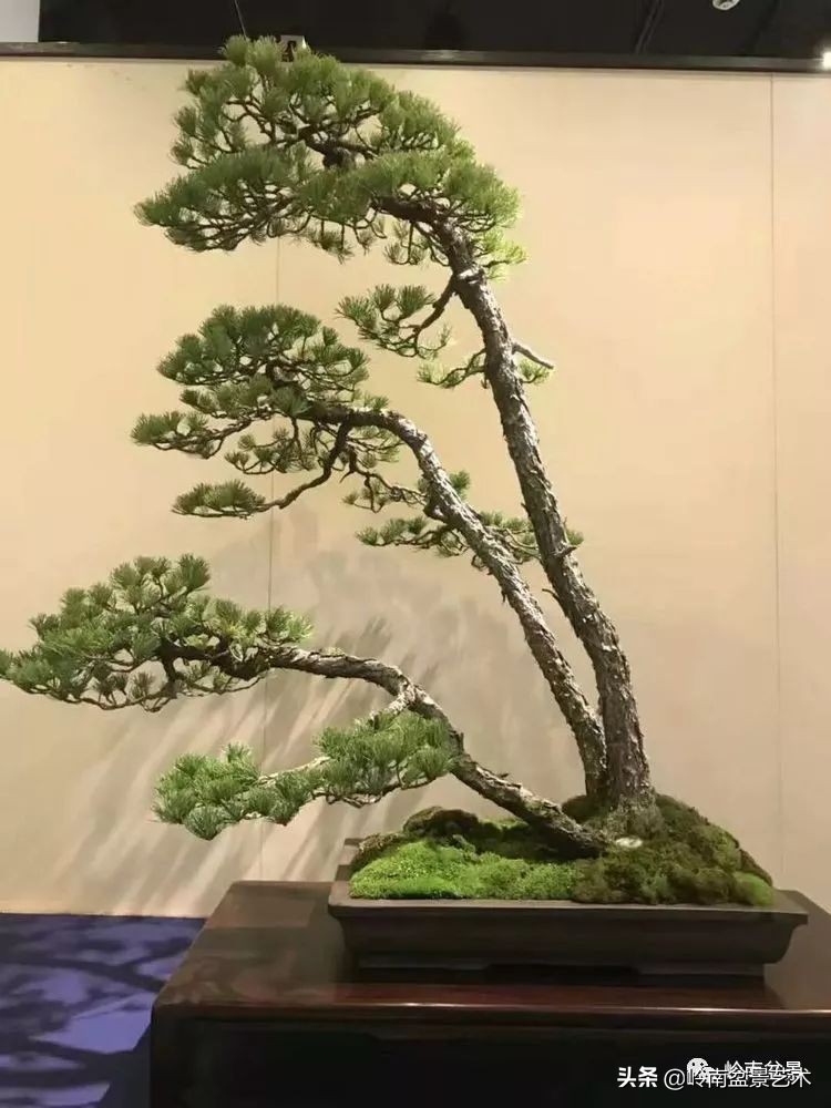 松柏盆景造型舍利,柏树盆景舍利制作全过程图解视频