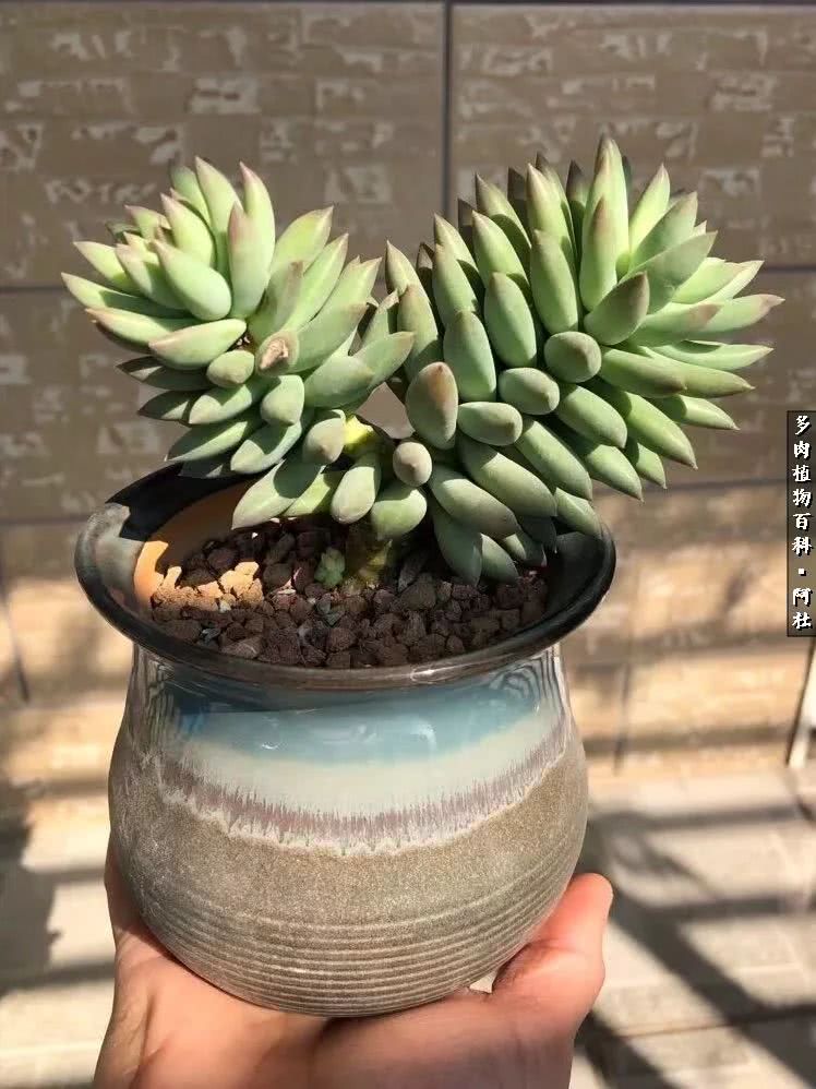 多肉有毒没毒,多肉有毒有毒