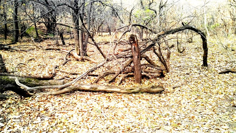 树种起源,次生林起源的特点