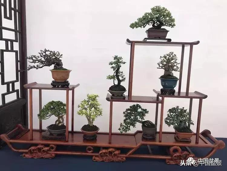 盆景不具有收藏价值,盆景不能有功利心