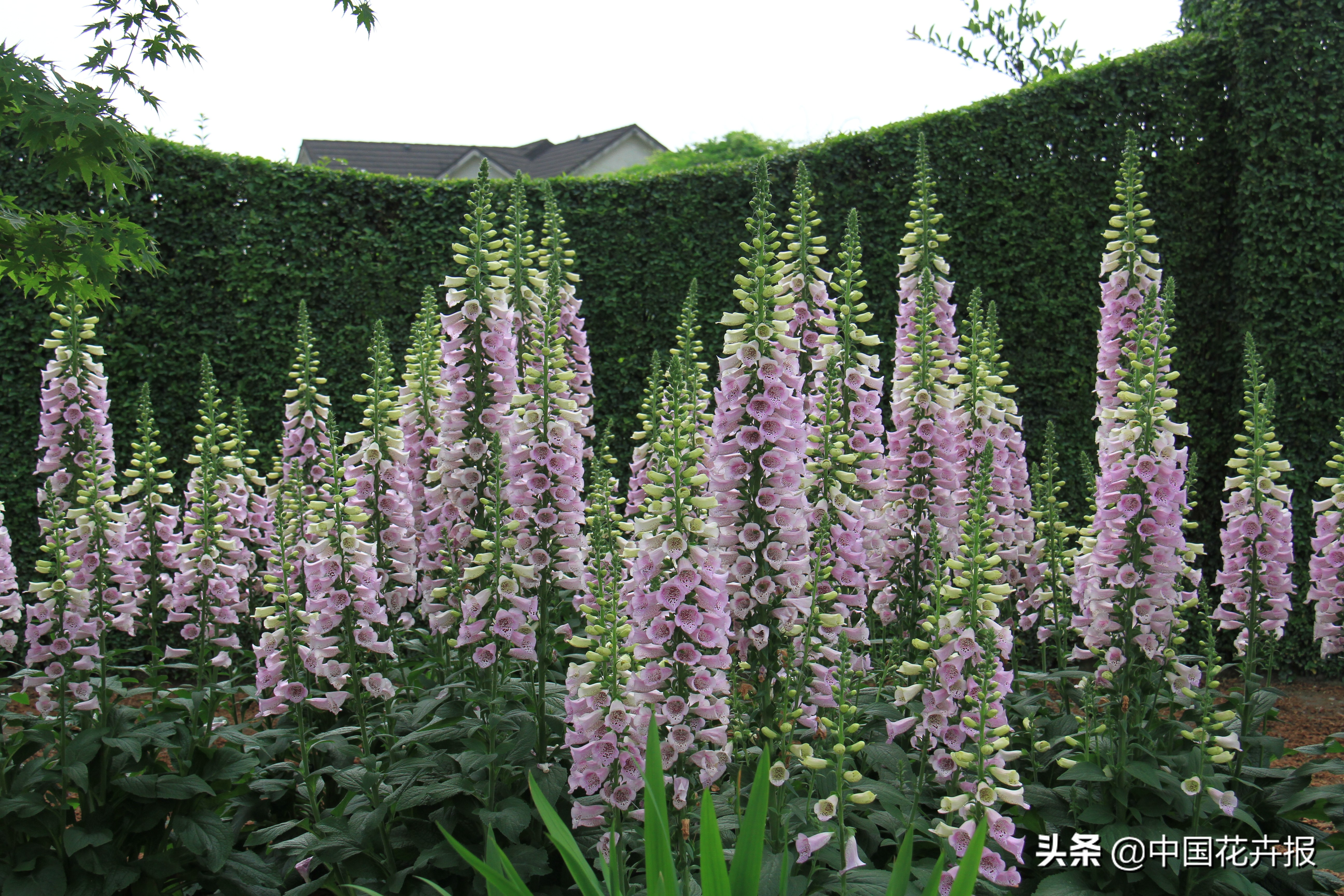 适合花园的花花草草,如何打造四季都有花的花园