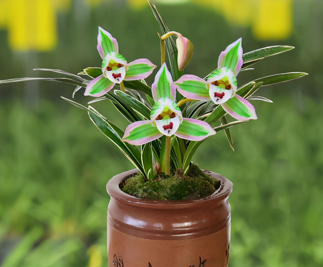 矮种建兰帝王妃开什么花,建兰帝王妃的种植方法