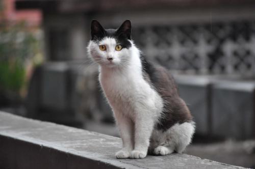 捡回来的流浪猫特别怕人怎么办,领养的猫咪超级怕人一直躲着