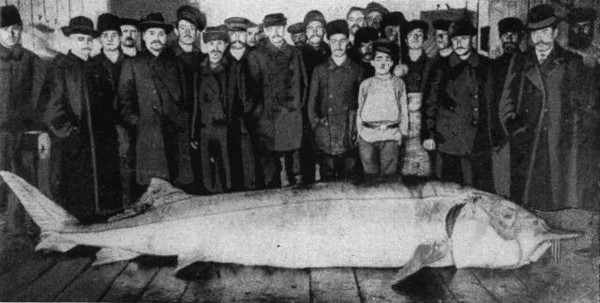 历史最大鲟鳇鱼,黑龙江鲟鳇鱼能长多大