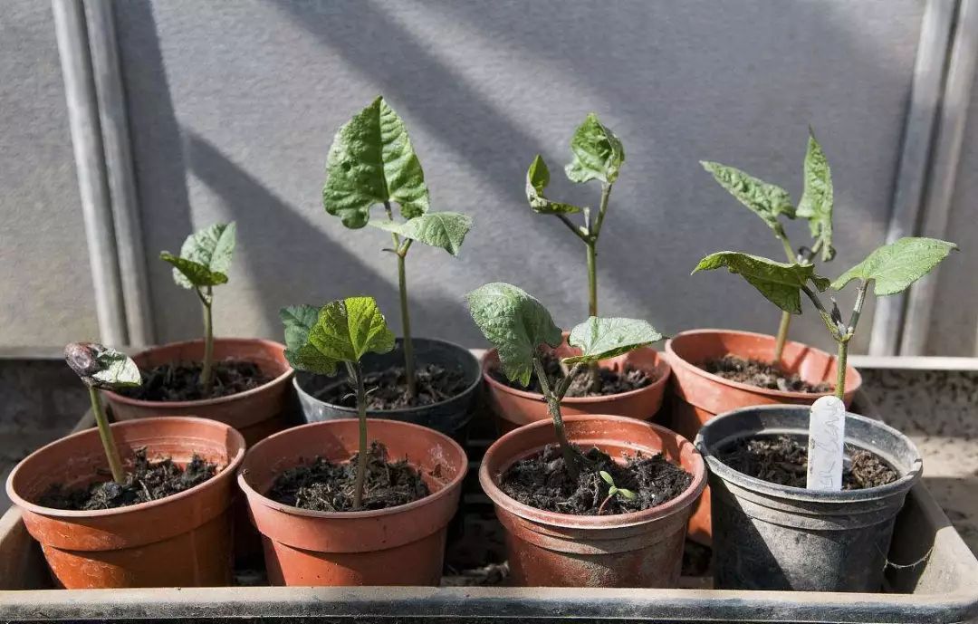 自家阳台小菜园种的纯天然蔬菜,阳台种植一年四季可以吃的蔬菜