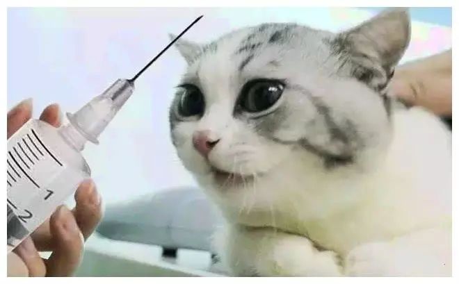 猫咪贫血吃补血肝精多久能好,猫咪有贫血和肾衰能治好吗