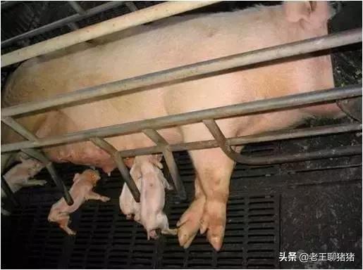 母猪少奶或无奶的处理方法,产后母猪缺乳好治吗视频
