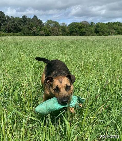 不喂狗会复位吗,不喂狗的下场
