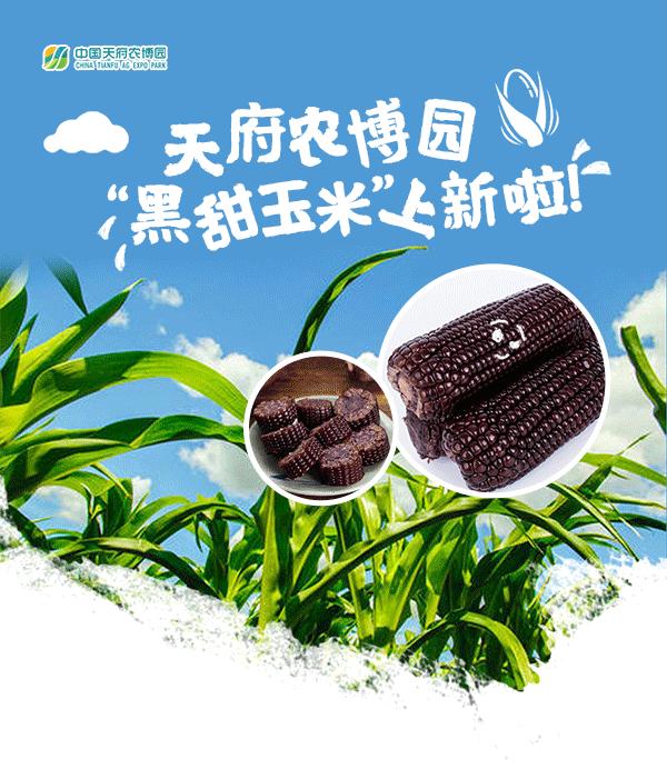 甜玉米新货上市,超级甜糯玉米新品种