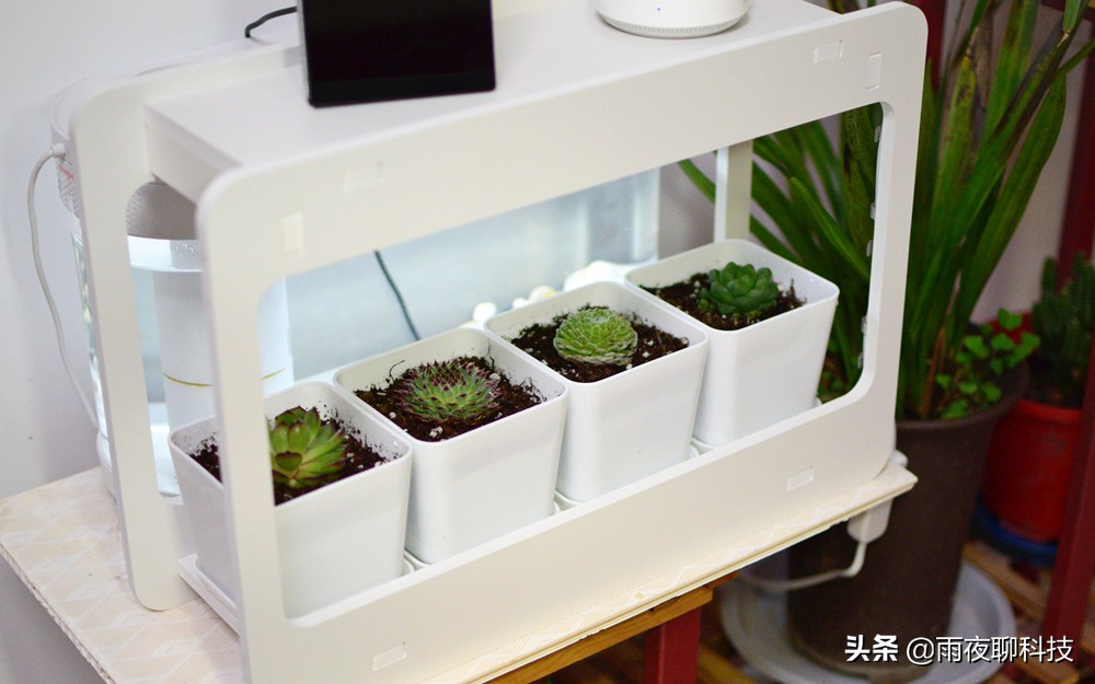 LED种植机体验:黑科技光谱养花,家里的多肉有救了