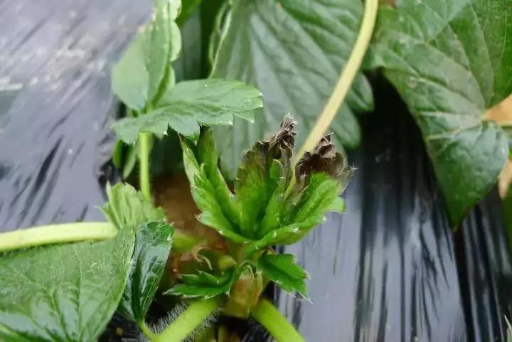 草莓叶片边缘干枯是缺肥还是病,草莓叶片边缘焦枯怎么回事