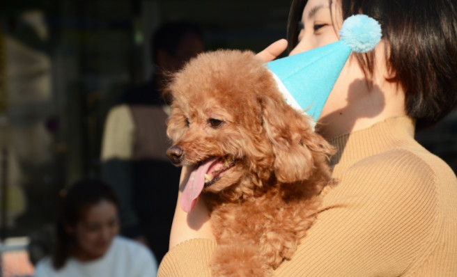 每个铲屎官必备的宠物小技巧,照顾幼犬这6大细节铲屎官别大意