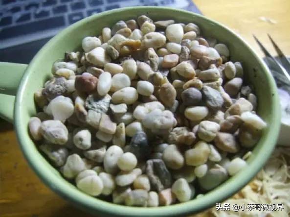 吃完的水果不要扔试试在家就能种,吃完的水果种子