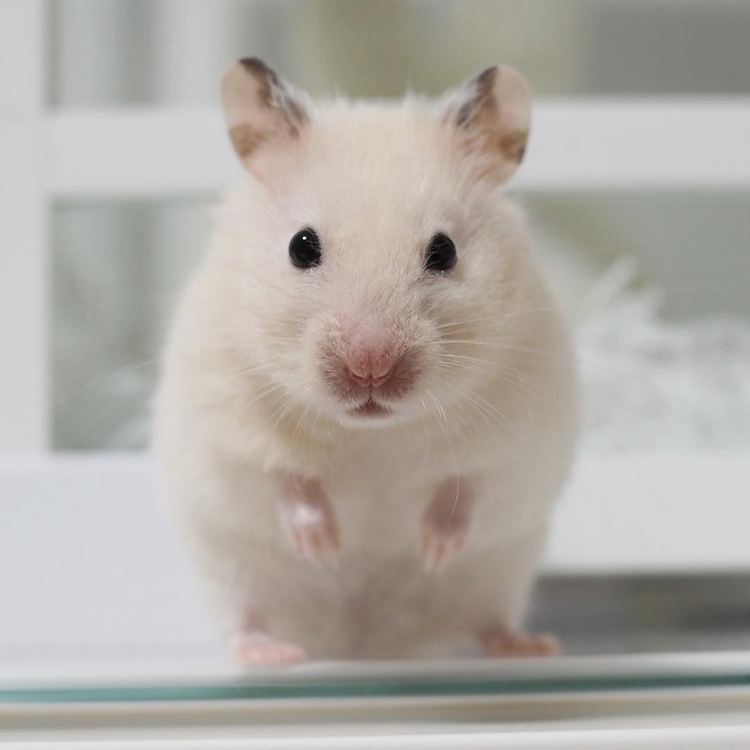 仓鼠试吃肥宅快乐水，因味道太好表示还要喝，但主人坚决不喂