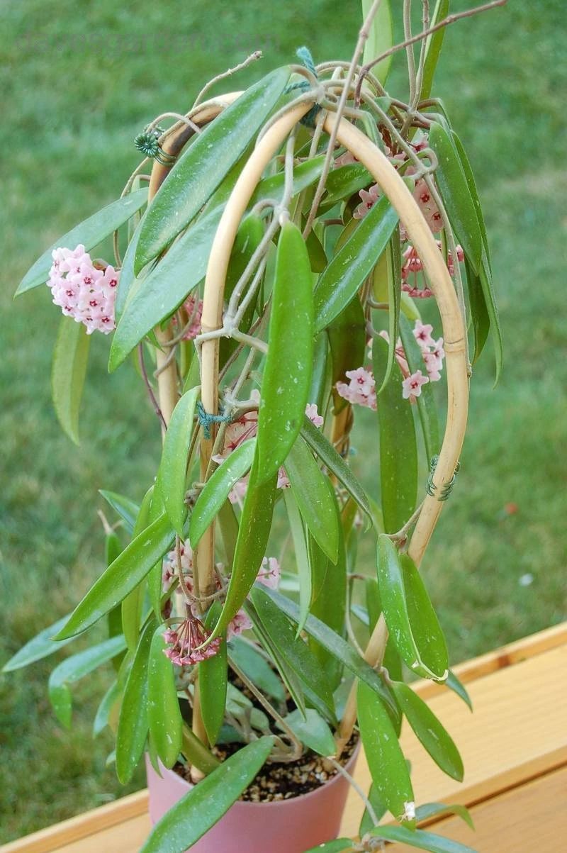 适合阳台养的藤本开花植物有哪些,适合做花墙的藤本植物