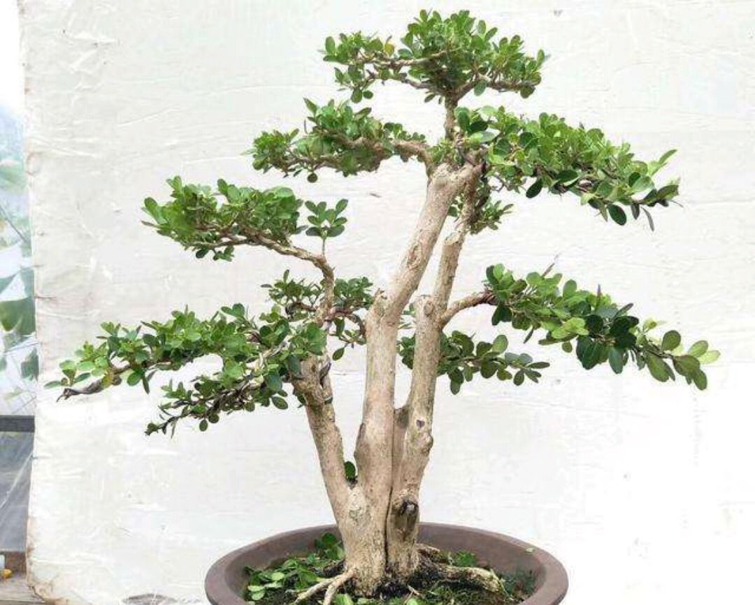 黄杨盆景怎样养护,黄杨树桩盆景制作与养护