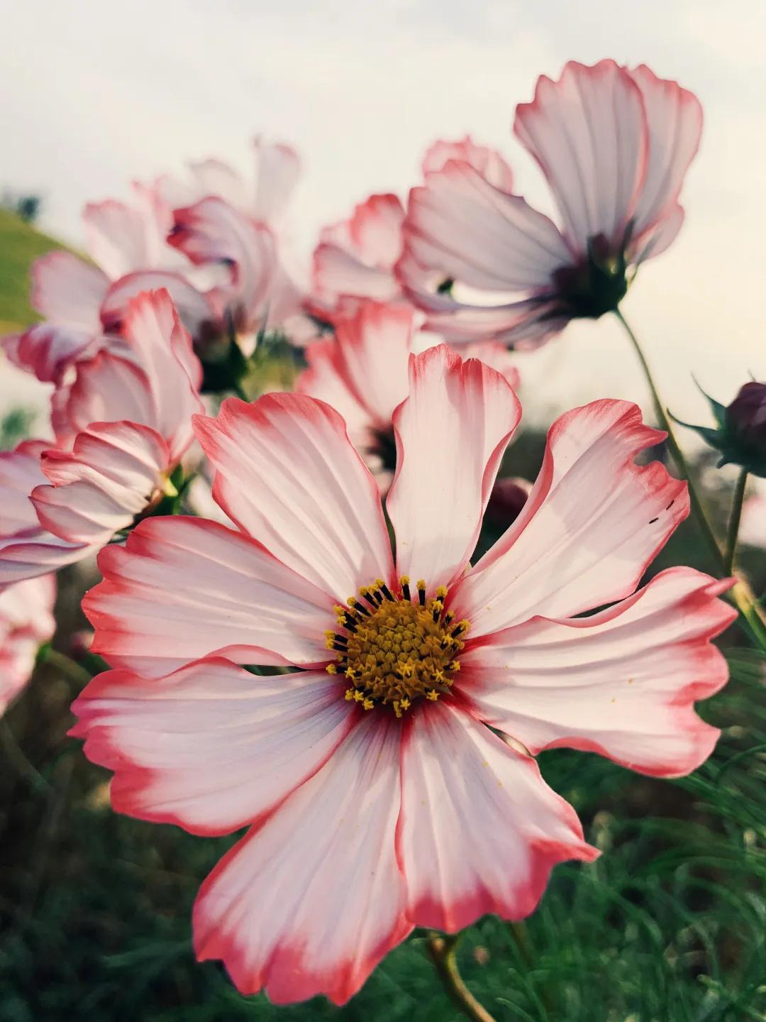 iphone13相机怎么调拍照最好,iphone12pro相机设置