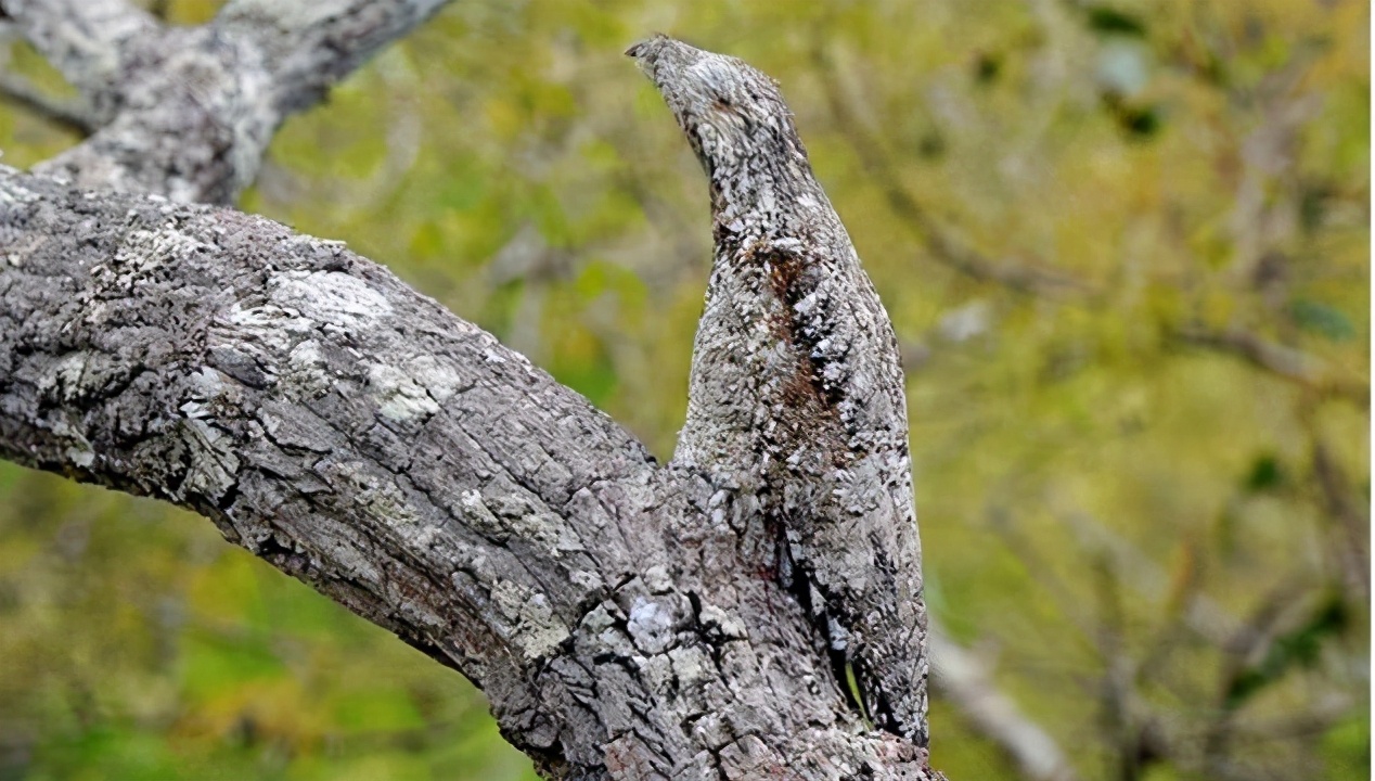 如幽灵般的鸟，一动不动假装别人“看不见我”，张开大嘴有点诡异