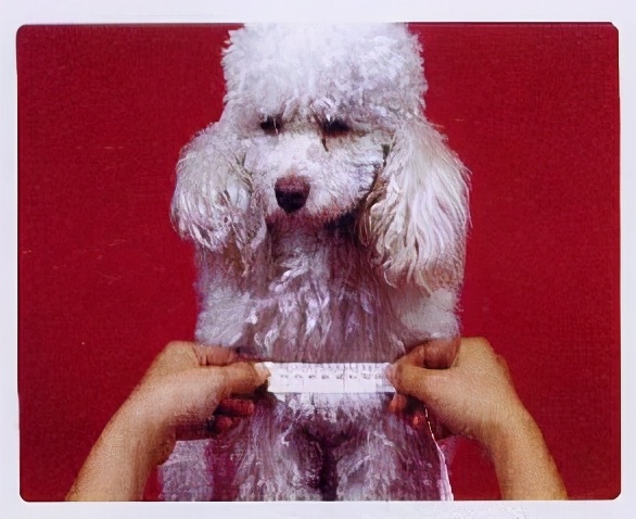 从零开始学做宠物衣服步骤,怎么自己给宠物制作衣服