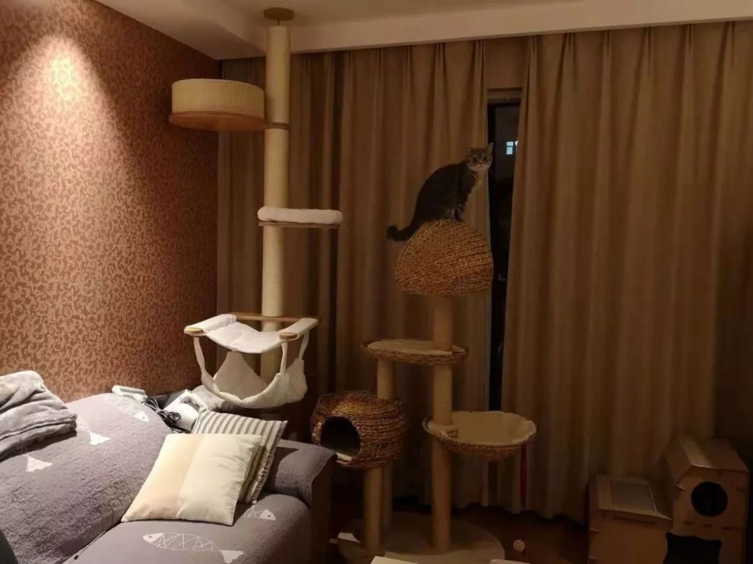 猫咪绝育头套需要戴几天,猫咪绝育后戴项圈不吃饭