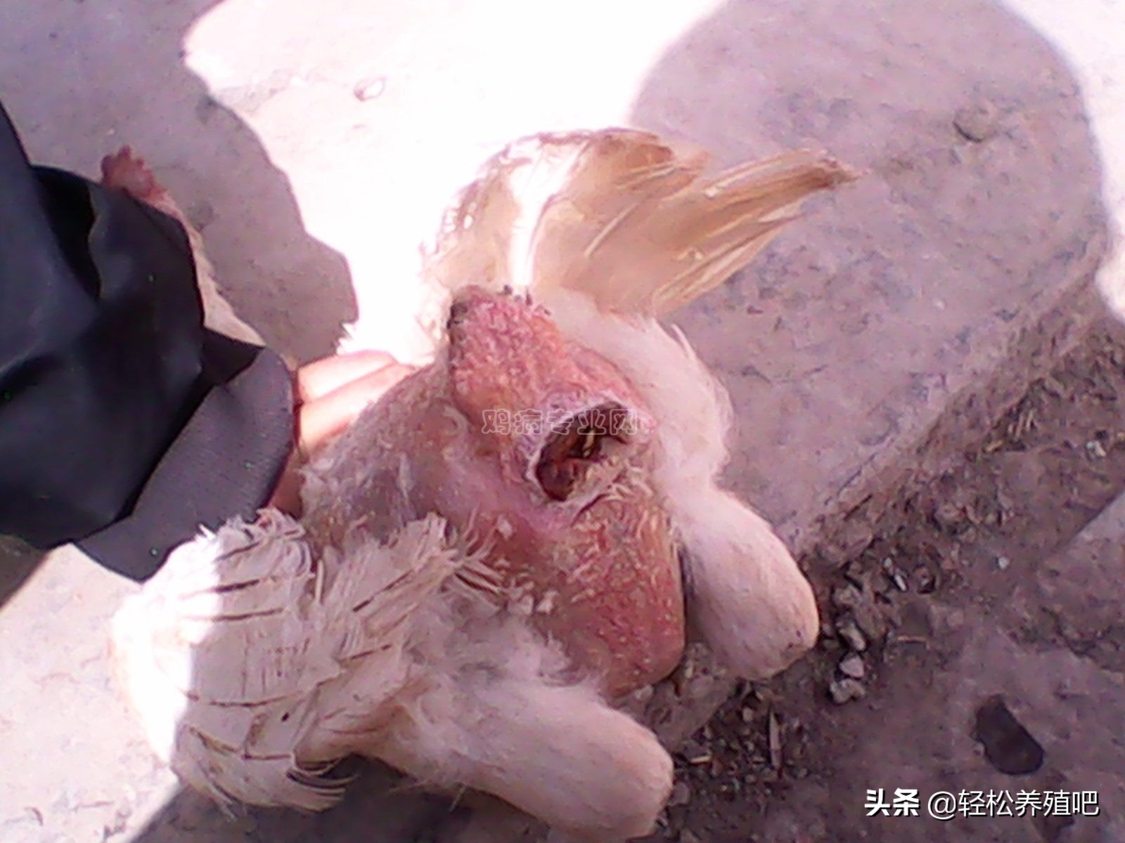 养鸡啄羽啄肛如何解决,鸡啄羽啄肛怎么解决