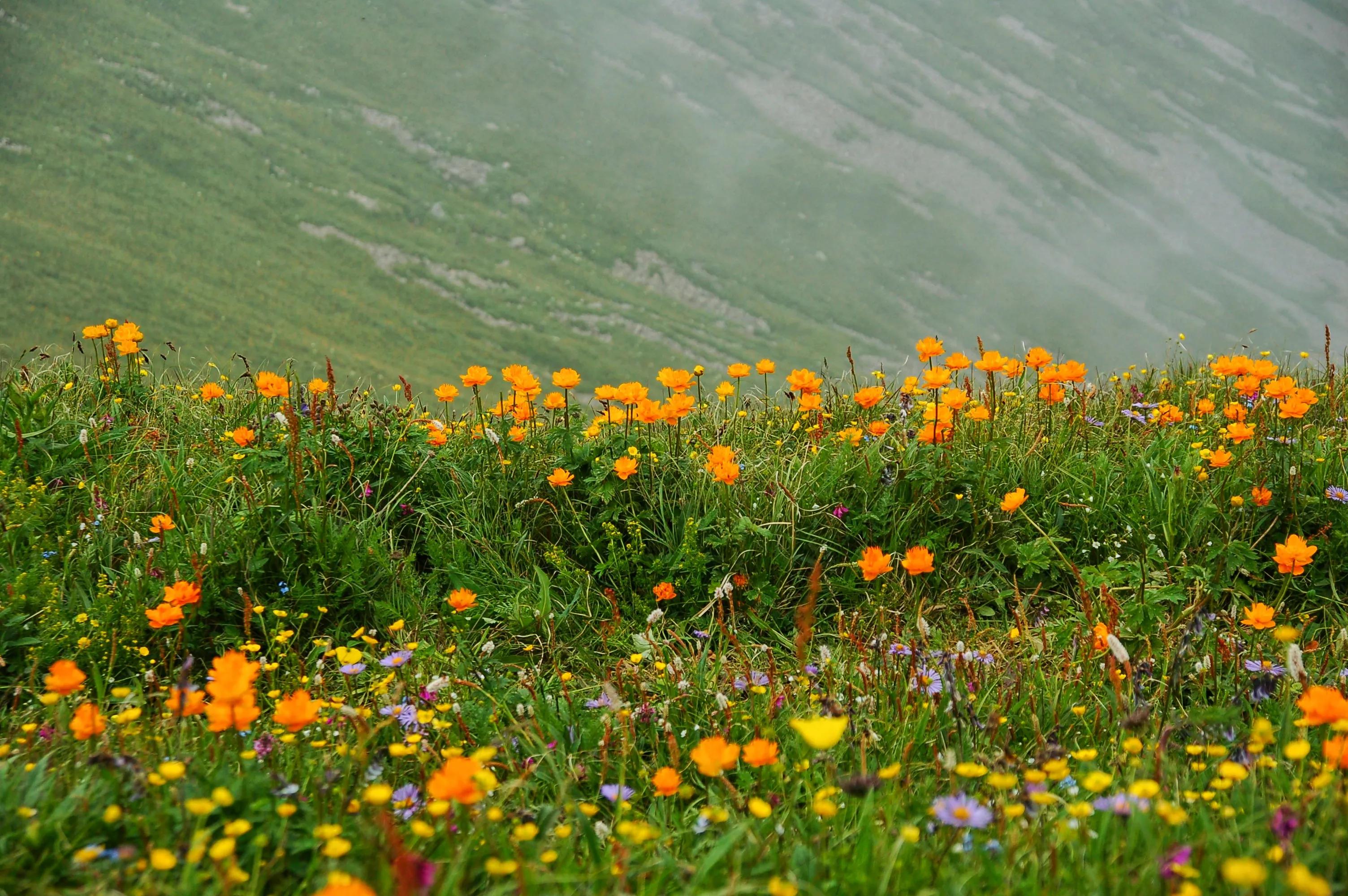 河北第一高山小五台山,河北的最高山峰小五台山海拔多少